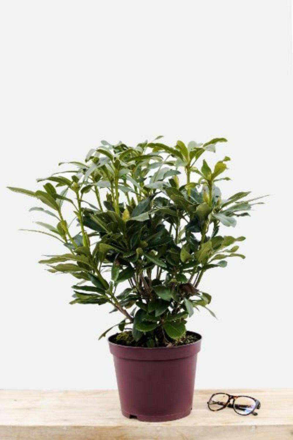  Rhododendron 'mme Masson' - En Pot De 5 Litres