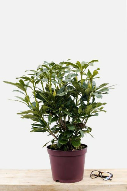  Rhododendron 'mme Masson' - En Pot De 5 Litres
