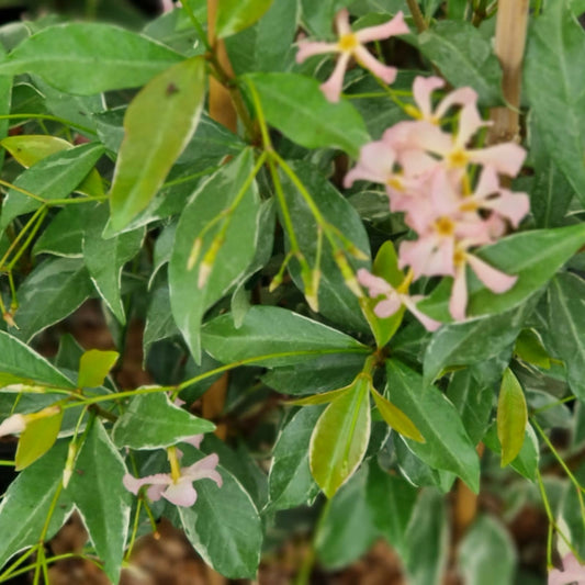  Jasmin étoilé Star Of Milano® 'trsuz01'/[-]pot De 1,5l - Tuteur Bambou 30/60 Cm