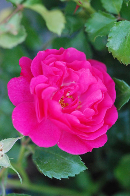  Rosier Décorosiers ? 'emera ?' - En Pot De 2 Litres