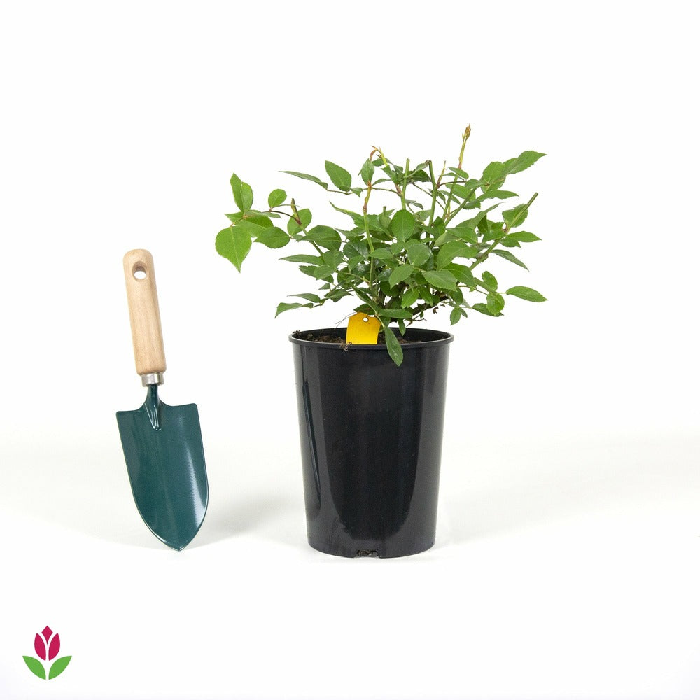  Rosier Iceberg® Rosier Fée Des Neiges - Le Pot / 3l / Hauteur Livrée 15-40cm