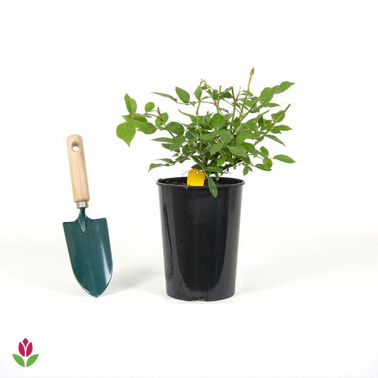  Rosier Iceberg® Rosier Fée Des Neiges - Le Pot / 3l / Hauteur Livrée 15-40cm