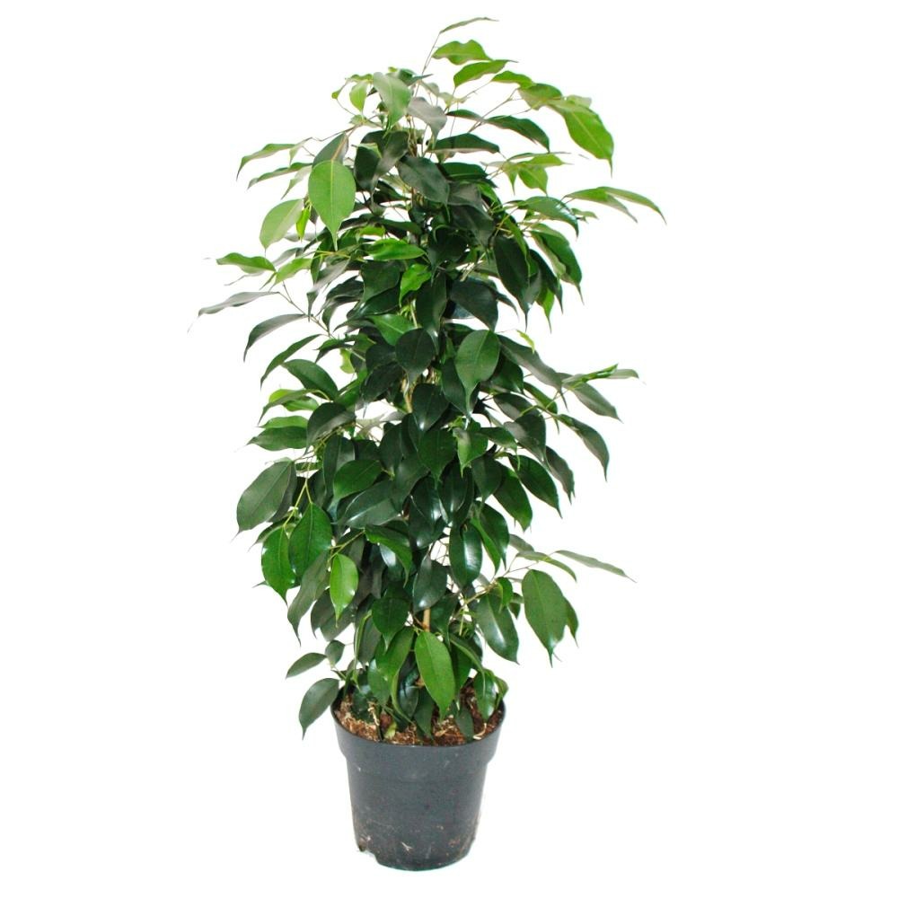  Ficus Benjamini "danielle" En Pot De 17cm