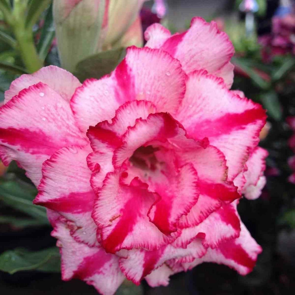  Adenium Obesum Cv Soisawan Caudex D'environ 150g