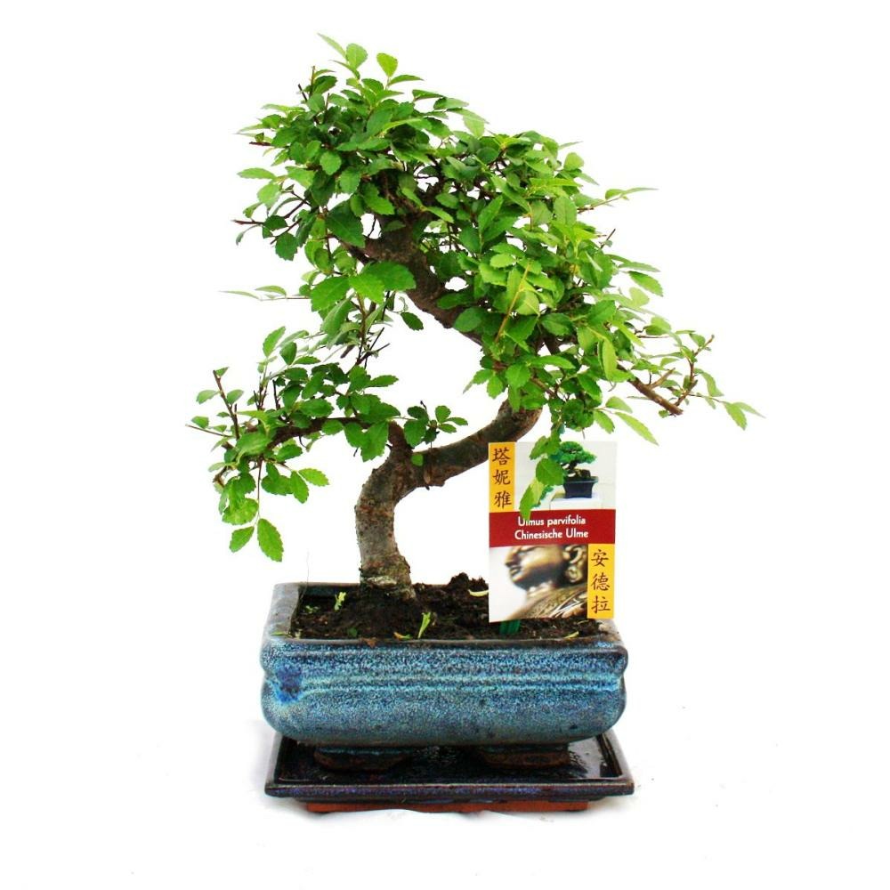  Orme Chinois Bonsaï - Ulmus Parviflora - Env. 6 Ans