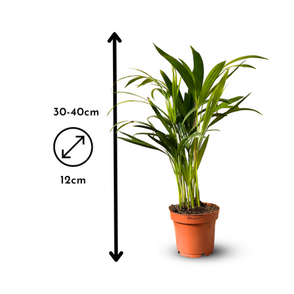  5x Mélange De Plantes D'intérieur - ↕ 30-40 Cm - ⌀ 12 Cm - Lot De 5 - Purificateur D'air