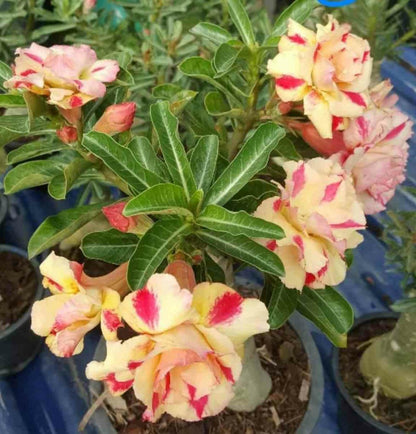  Adenium Obesum Cv. Rêve De Papillonrose - Caudex D'environ 2000g 25/30cm Très Gros Caudex