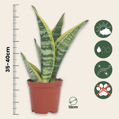  Langue De Belle-mère - Set De 3 - Sansevieria 'superba' - H35-40cm - ⌀12cm