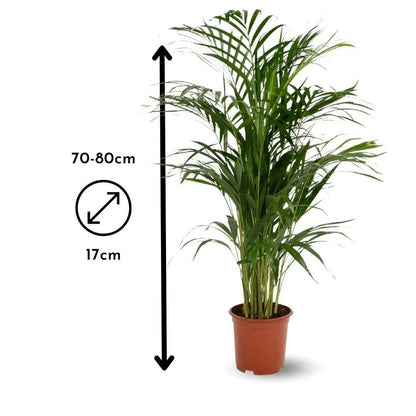  Areca - Dypsis Lutescens - Palmier D'intérieur - ↕ 70-80 Cm - ⌀ 17 Cm - Purificateur D'air