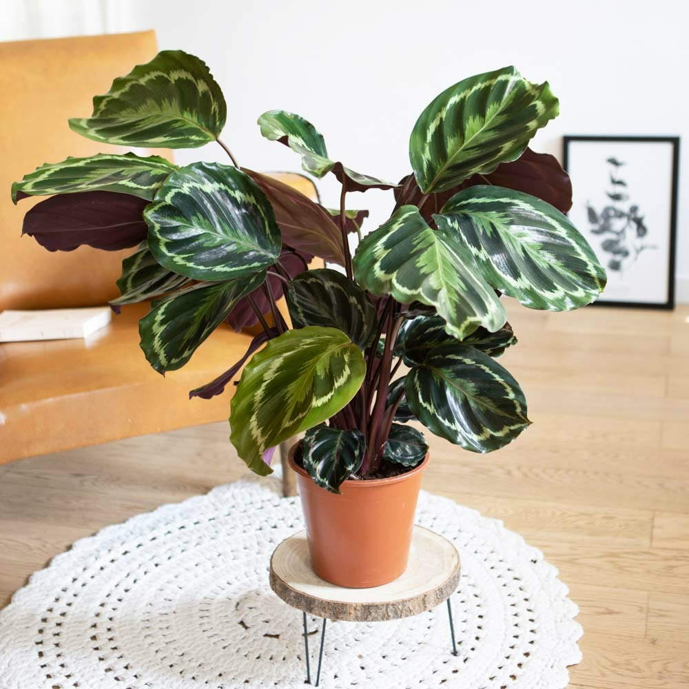  Calathéa Médaillon D19h75cm + Cache-pot En Osier
