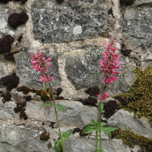  Agastache Barberi Tutti Frutti/[-]godet - 5/20 Cm