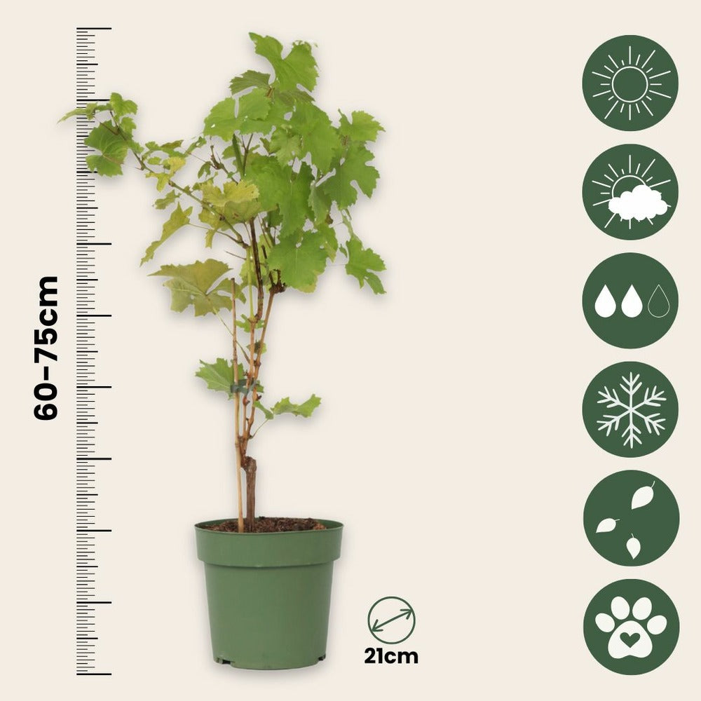  Vigne à Raisin - Vitis Vinifera ‘himrod’ - Hauteur 60-75cm - ⌀21cm