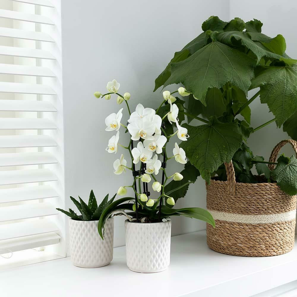  Orchidées Colibri | Orchidée Phalaenopsis Blanche - Niagara Fall - Pot 9cm | Plante D'intérieur En Fleurs - Fraîche Du Producteur