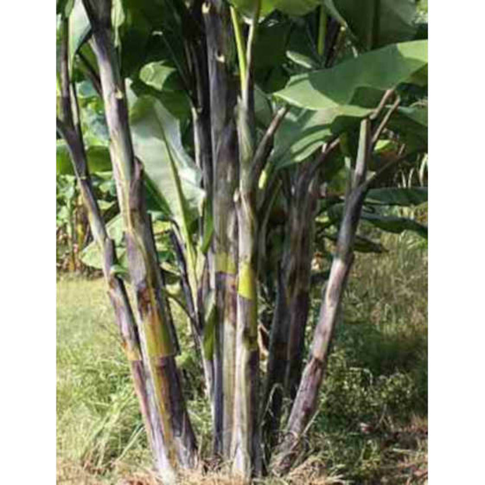  Musa Nagensium (bananier à Tronc Violet) Pot De 6 Litres - 100/120 Cm