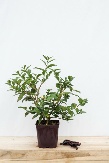  Camélia 'early Pearly' - En Pot De 4 Litres