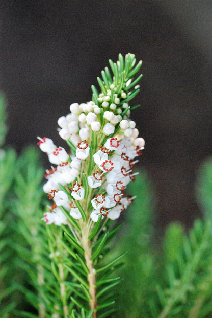  Bruyère Vagabonde 'alba' - En Pot De 3 Litres