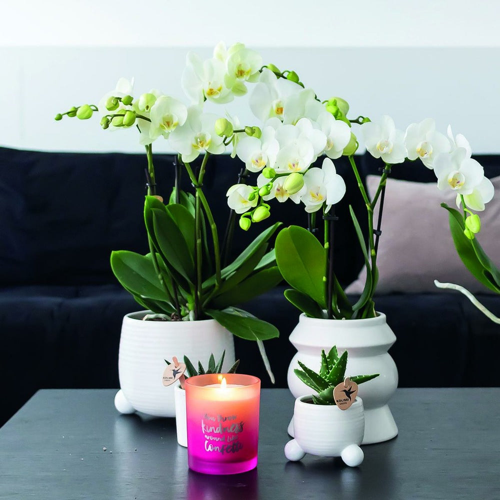  Orchidée Phalaenopsis Blanche - Lot De 2 35cm - Plante D'intérieur