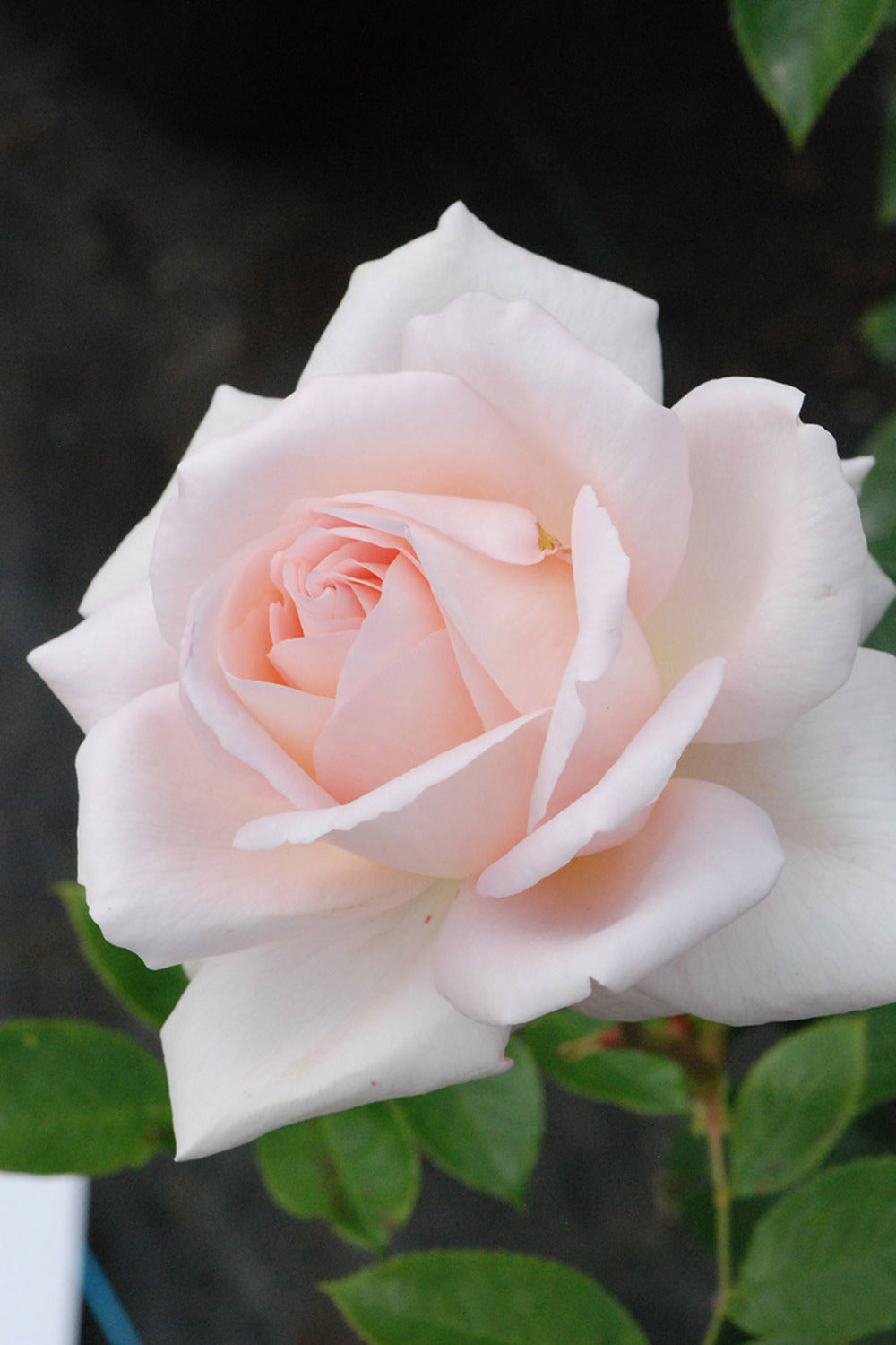  Rosier 'queen Of Sweden ?' - En Pot De 5 Litres