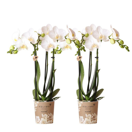  Orchidée Phalaenopsis Blanche - Lot De 2 35cm - Plante D'intérieur