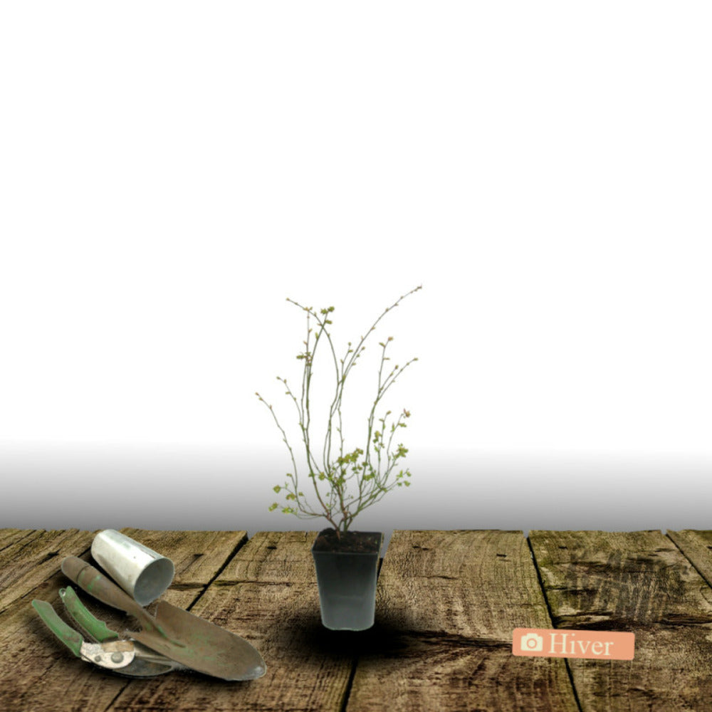  Myrtille Patriot/[-]pot De 5l - 40/80 Cm