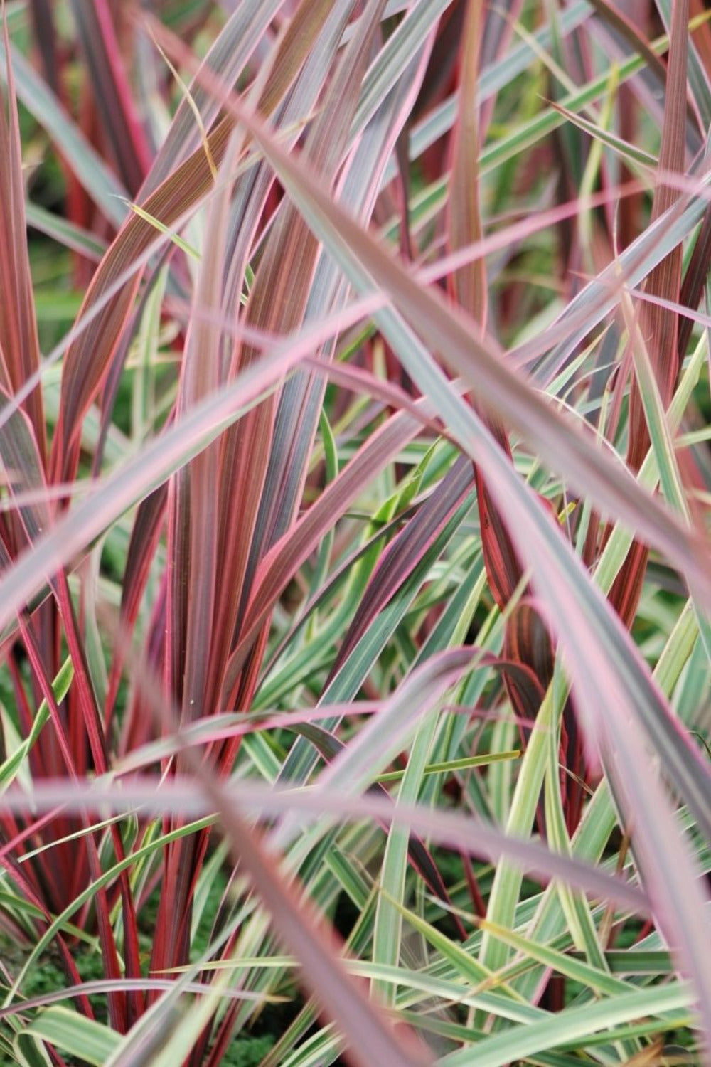  Cordyline 'can Can' - En Pot De 3 Litres