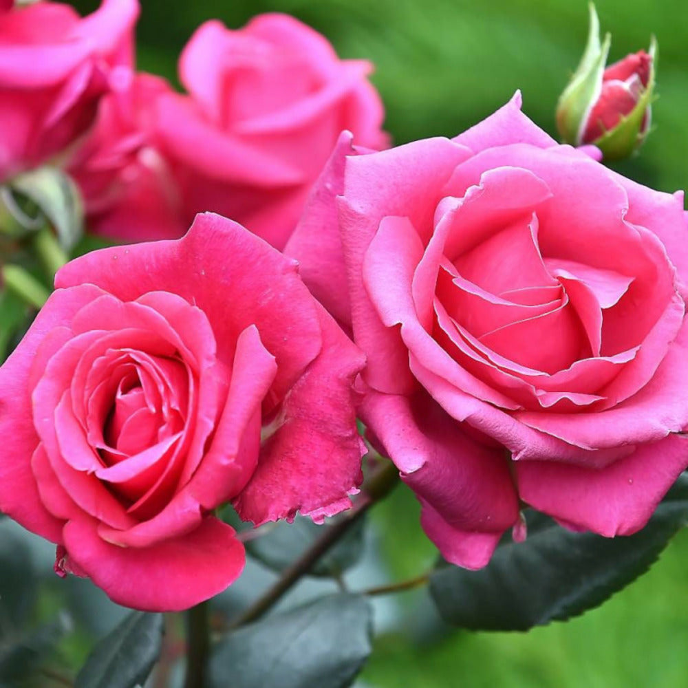  Rosier Arbustif Voluptia® Crazy Pink™ 'noa16071'/[-]pot De 3l - 30/60 Cm