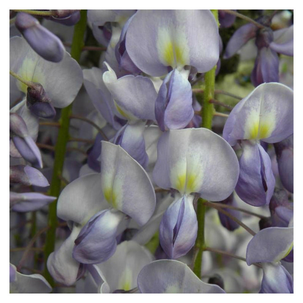  Glycine Du Japon Lawrence/[-]godet - 5/10 Cm