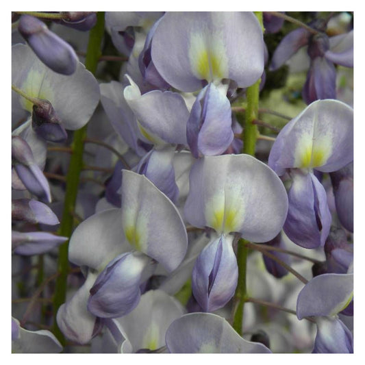  Glycine Du Japon Lawrence/[-]godet - 5/10 Cm
