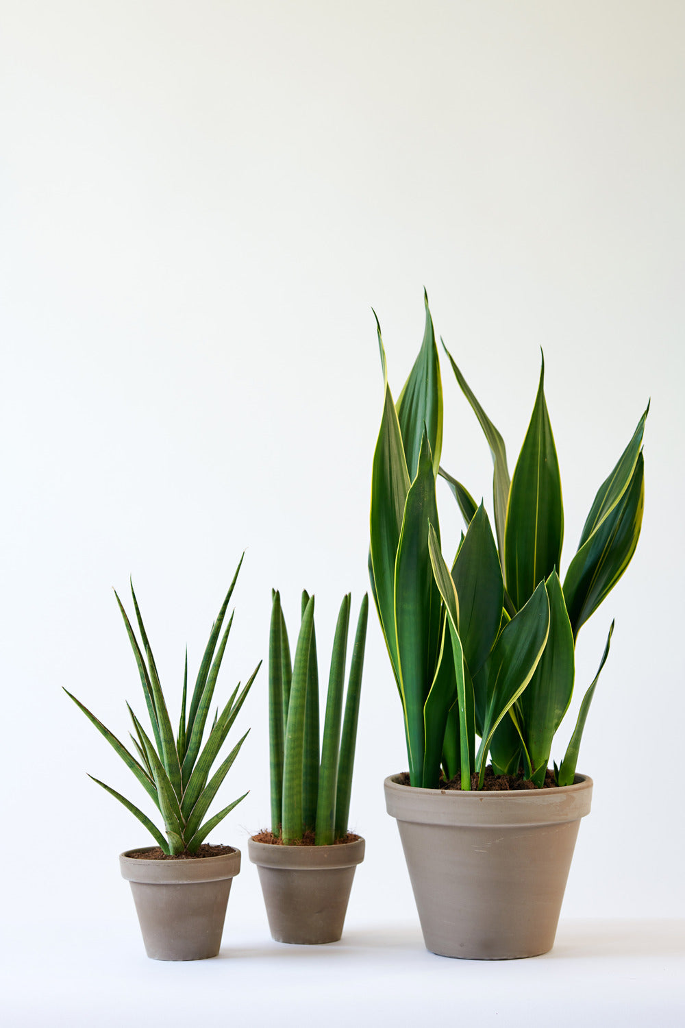  Sansevieria Black Coral - Langue De Belle-mère - Plantes D’intérieur - 20-30 Cm De Haut - Pot 12 Cm