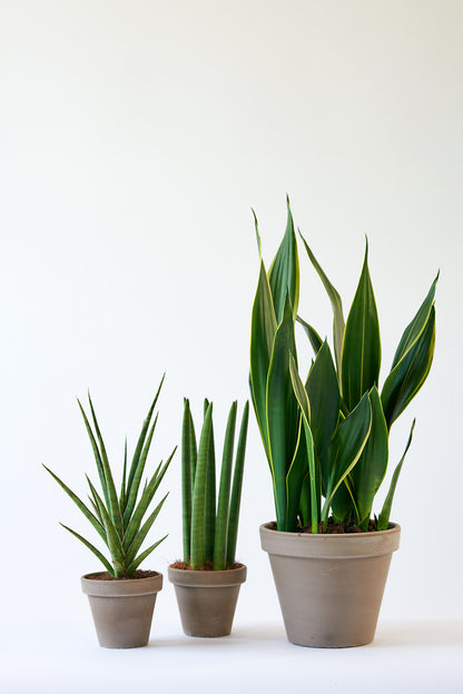  Sansevieria Black Coral - Langue De Belle-mère - Plantes D’intérieur - 20-30 Cm De Haut - Pot 12 Cm