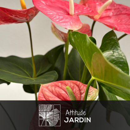  Anthurium Rose - Plante D'intérieur - ↕ 60-70 Cm - ⌀ 17 Cm - Plante Fleurie