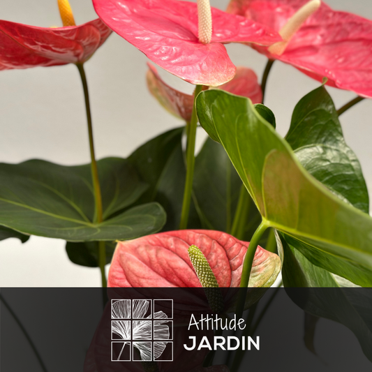  Anthurium Rose - Plante D'intérieur - ↕ 60-70 Cm - ⌀ 17 Cm - Plante Fleurie