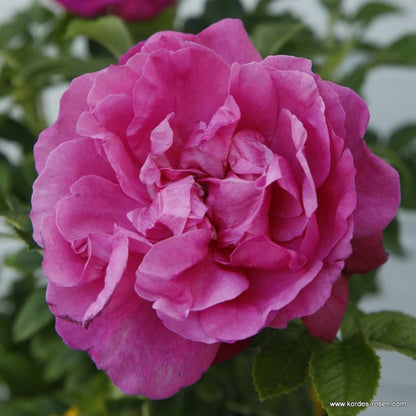  Kordes-rugosa - Rosa 'purple Roadrunner'®