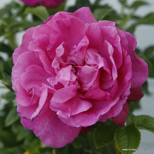  Kordes-rugosa - Rosa 'purple Roadrunner'®