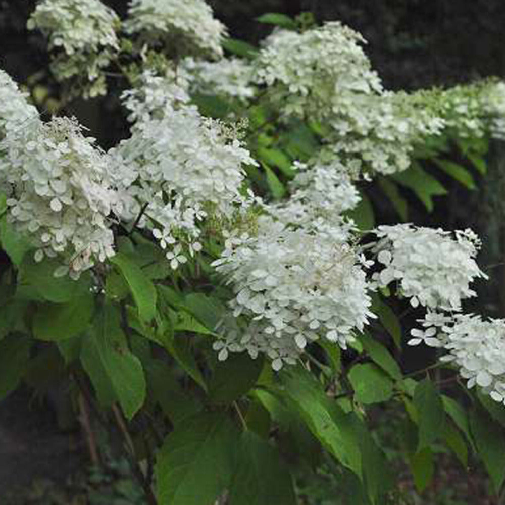  2 X Hortensia Paniculé 'phantom' - Hydrangea Paniculata 'phantom' - 40-50 Cm Pot
