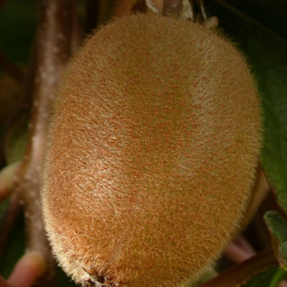  Kiwi Chinensis Solo (autofertile)/[-]pot De 3l - Echelle Bambou 60/120 Cm