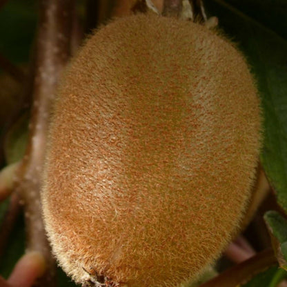  Kiwi Chinensis Solo (autofertile)/[-]pot De 3l - Echelle Bambou 60/120 Cm