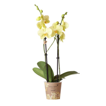  Orchidées Colibris - Orchidée Phalaenopsis Jaune - Voltera - Taille Du Pot 12cm