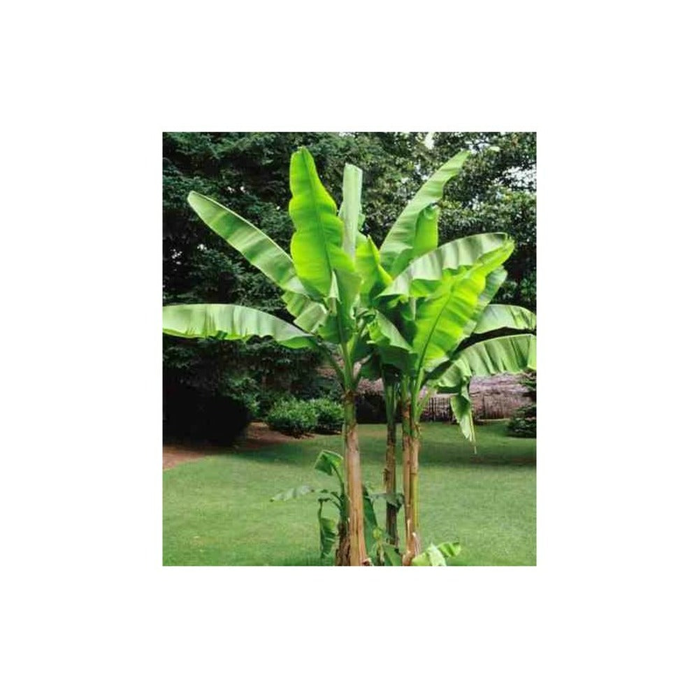  Musa Basjoo Sakhalin (bananier Rustique)- Pot De 2 Litres ? 30/40 Cm
