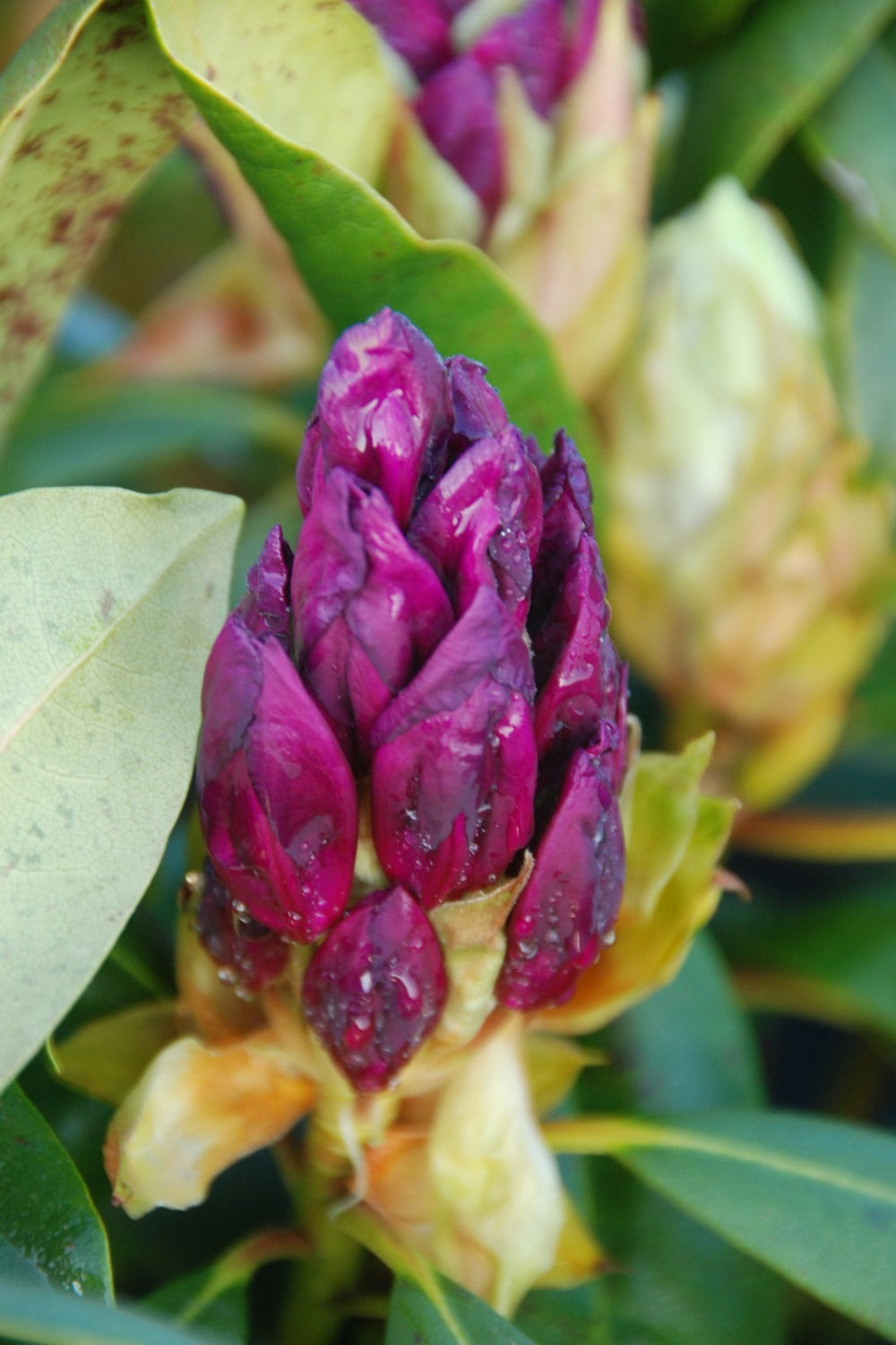  Rhododendron 'marcel Menard' - En Pot De 5 Litres