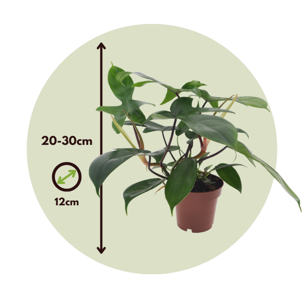  Plante Verte - Philodendron 'florida Green' - Hauteur 20-30cm - ⌀12cm