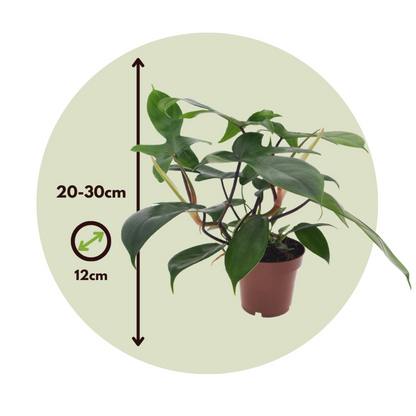  Plante Verte - Philodendron 'florida Green' - Hauteur 20-30cm - ⌀12cm