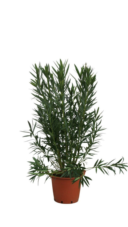  Laurier Rose 'louis Pouget' - Pot 30 L - H 160 Cm