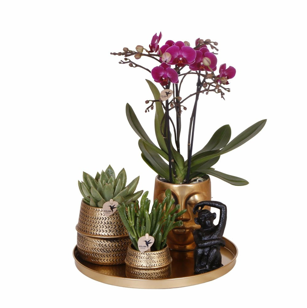  Gift Set Hotel Chic | Orchidée Phalaenopsis Pourpre Et Succulentes