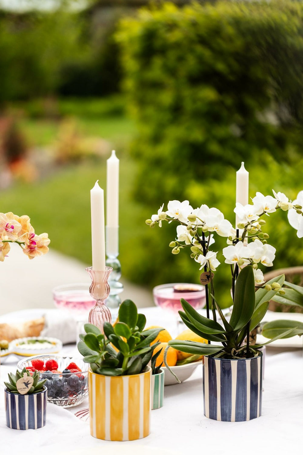  Mix De Plantes Vertes Avec Pots Decoratifs
