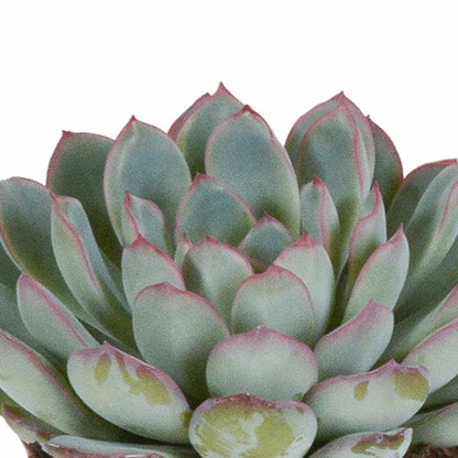  Echeveria, Box De 3 Plantes, H15cm