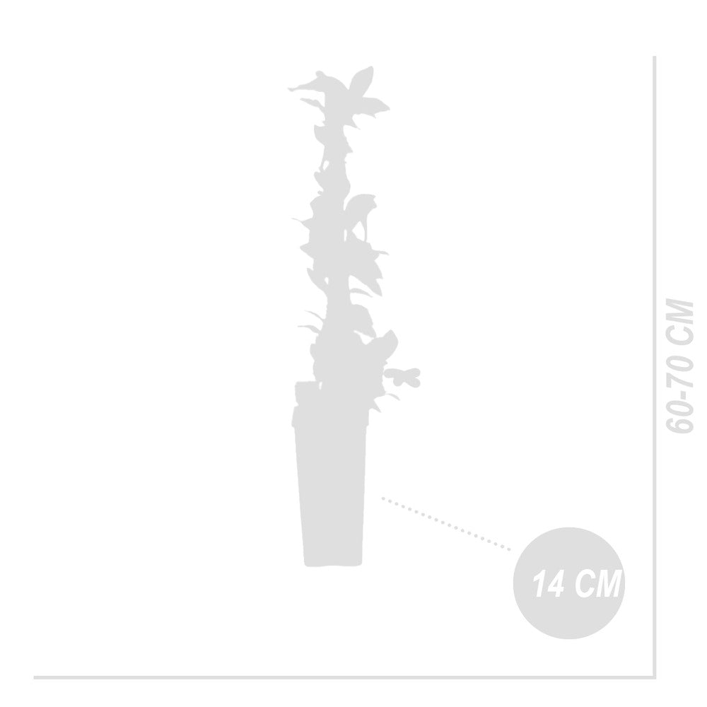  Vaccinium Corymbosum 'goldtraube' - Myrtille - Plantes Fruitières - ⌀14 Cm - Hauteur 60-70cm