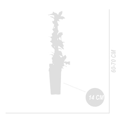  Vaccinium Corymbosum 'goldtraube' - Myrtille - Plantes Fruitières - ⌀14 Cm - Hauteur 60-70cm