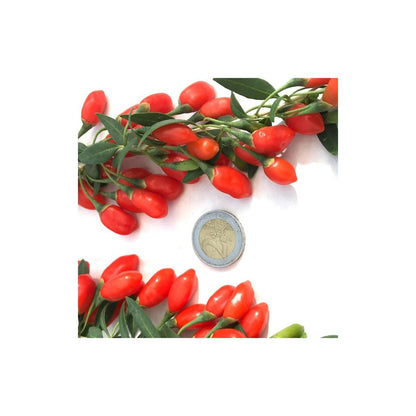  Baie De Goji Princess Tao® 'fpw03'/[-]pot De 3l - Echelle Bambou 60/120 Cm