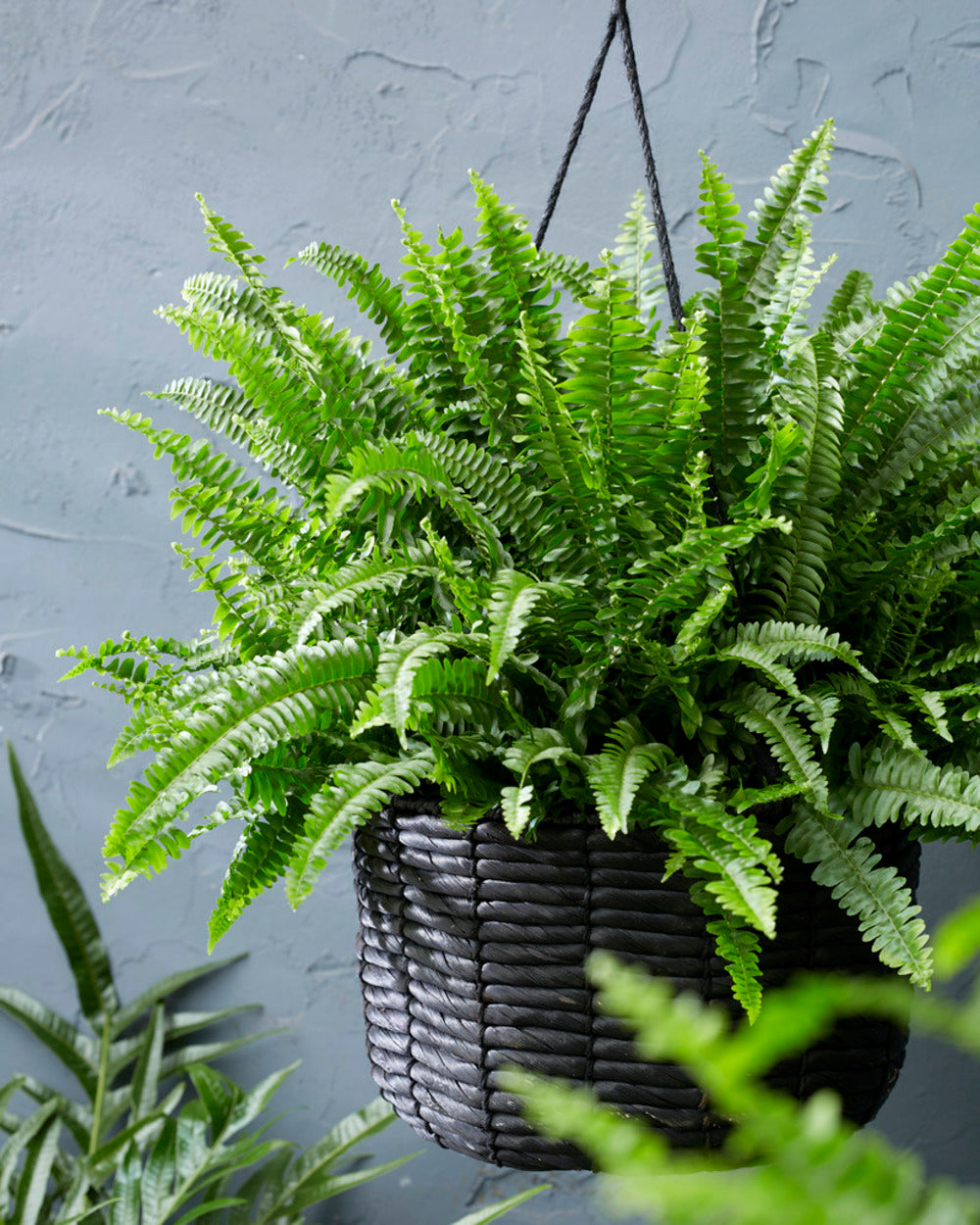  Nephrolepis Green Lady - Fougère De Boston - Plante D’intérieur - 20-30 Cm De Haut - Pot 12 Cm